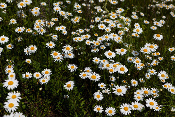 Поле ромашек и цветущей горчицы синее небо облака
