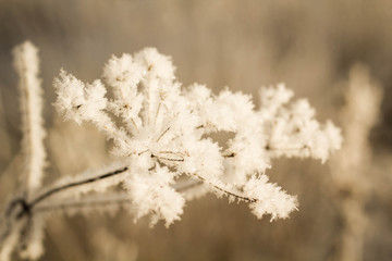 Winter. Beautiful plant with hoarfrost. Seasons