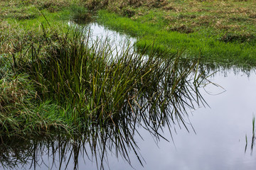 Obraz premium Marsh Water