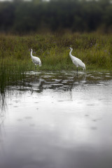 Whooping Cranes Pair