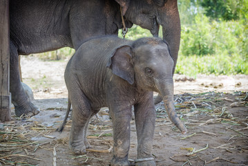 Fototapeta premium elephant
