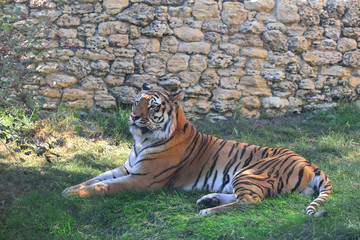 The Amur tiger is lying on the grass at the zoo