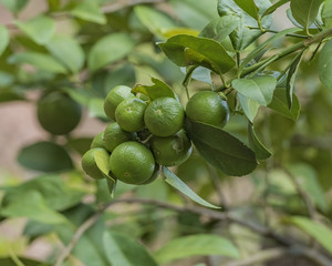 Lemons hanging on a lemon tree.