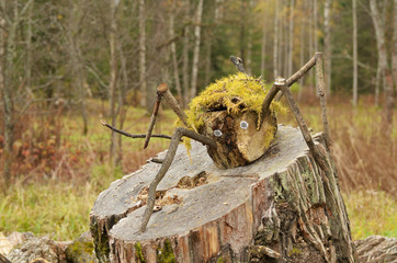 Spider of wood on the stump.