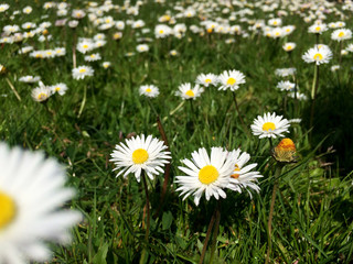 Chamomile field. Green summer natural background