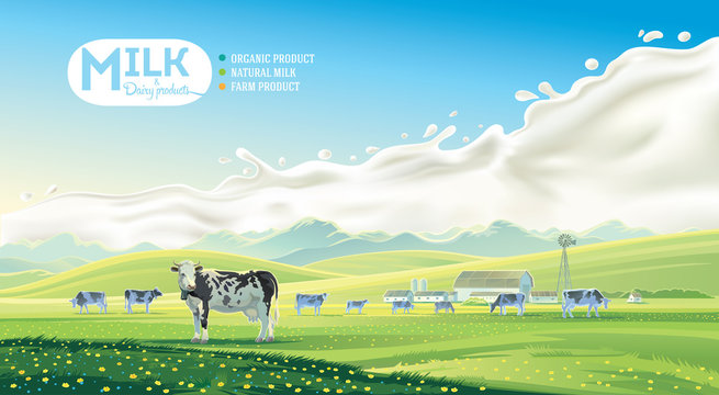 Rural landscape with cows and farm with mountain scenery, and splash milk in background. Vector illustration.
