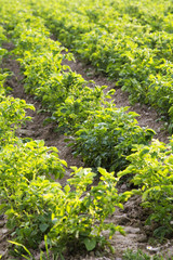 potato field, selective focus