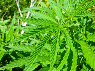 Bushes of the cannabis plant