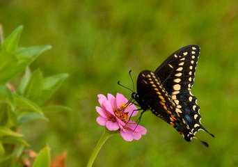 Fototapeta na wymiar Papilio polyxenes asterius, Eastern Black Swallowtail butterfly feeding on a delicate pink Zinnia in a garden
