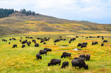 Obraz premium Yellowstone National Park