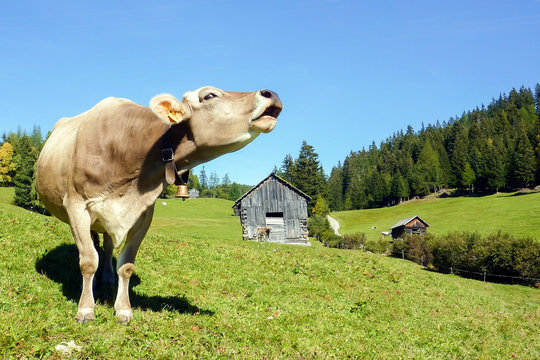 eine brüllende Kuh auf einer Almwiese