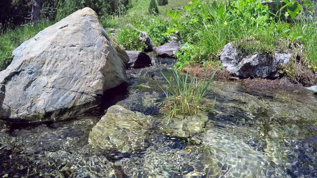 Scenic stream in the mountains. Grass and flowers on the bank of the brook. FHD video
