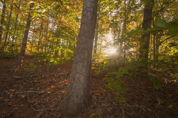 An autumn view of sunlight shining through a forest  in North Carolina.