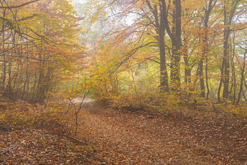 Back road in Crimean forest at misty autumnal day