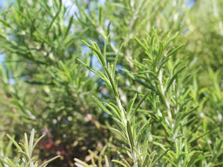 Close-up of fresh leaves Rosemary herb grow outdoor