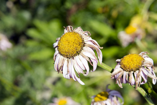 withered daisies in the garden