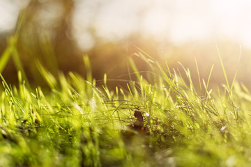 Natural green background with selective focus
