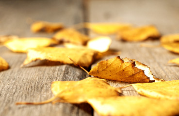 fallen yellow birch leaves on wooden board, shallow depth of field, selective focus