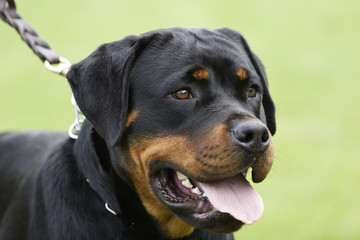 Rottweiler dog portrait outdoors