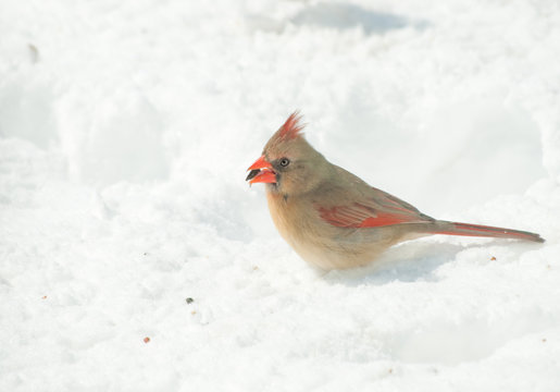 Female Northern Cardinal peeling a sunflower seed in snow