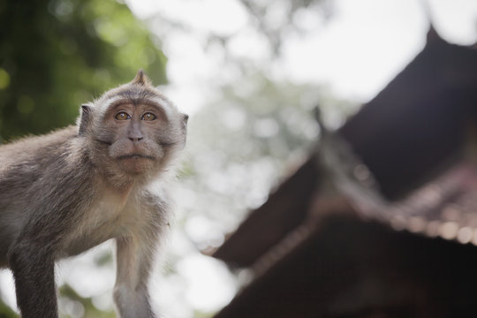 Mischevious macaques monkeys in the Sangeh Secret Monkey Forest Sanctuary;Badung Bali Indonesia