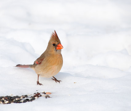 Beautiful female Northern Cardinal eating seeds on snowy ground