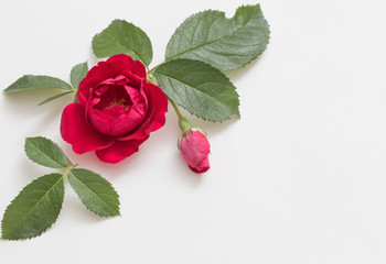 red roses on white background