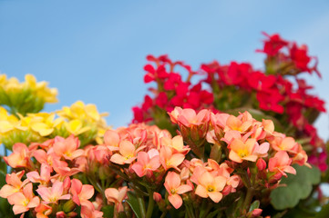Brilliant red, yellow and salmon colored blooms of Flaming Katy, Christmas Kalanchoe, against clear blue skies