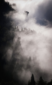 Trees on a hillside covered with cloud