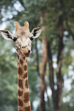 Giraffe in the giraffe centre;Nairobi kenya