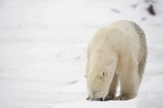 Polar Bear (ursus Maritimus) Eating Snow;Churchill Manitoba Canada