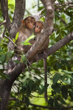 Two monkeys in tree