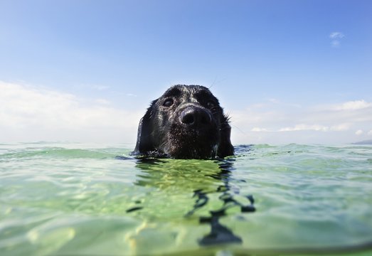Dog Swimming In The Water