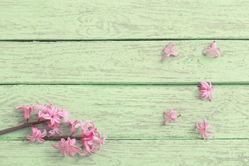 fresh flowers hyacinths on old wooden background