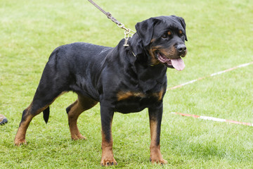 Rottweiler dog portrait outdoors