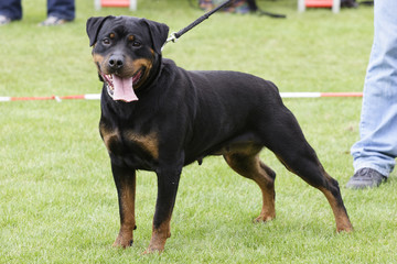 Rottweiler dog portrait outdoors