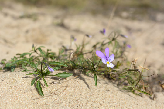Viola Tricolor ssp. curtisii - dune pansy on sandy ground. 