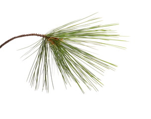 fir tree branch isolated on white