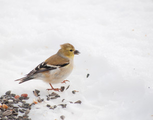 Beautiful American Goldfinch peeling a sunflower seed in its bill, on snow