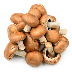 Collection champignon isolated on white
