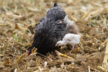 poule et poussin