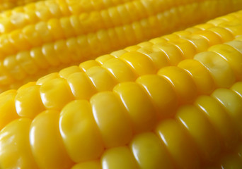 Closed up Boiled Yellow Sweet Corn for Background, Texture, Banner 
