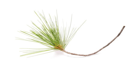 Fototapeta premium fir tree branch isolated on white