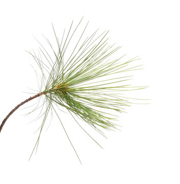fir tree branch isolated on white