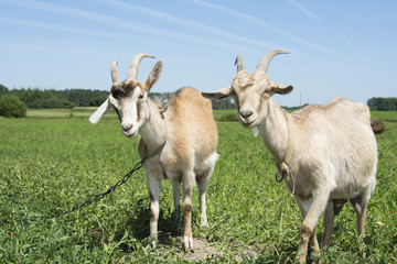 Two goats graze in the meadow.
