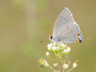 Obraz premium Tiny, delicate Gray Hairstreak butterfly feeding on a spring flower against green background