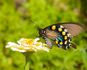 Green Swallowtail butterfly feeding on a yellow Zinnia flower