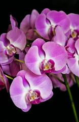 Closeup of blossoms of a pink orchid 