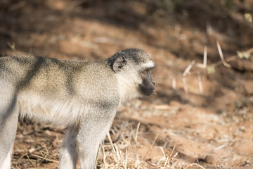 Baboon, (Papio ursinus) Standing on Ground in South Africa