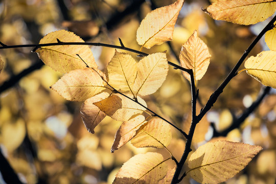 yellow leaves in fall on a tree branch